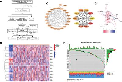 Construction of a Novel Prognostic Model in Lung Adenocarcinoma Based on 7-Methylguanosine-Related Gene Signatures